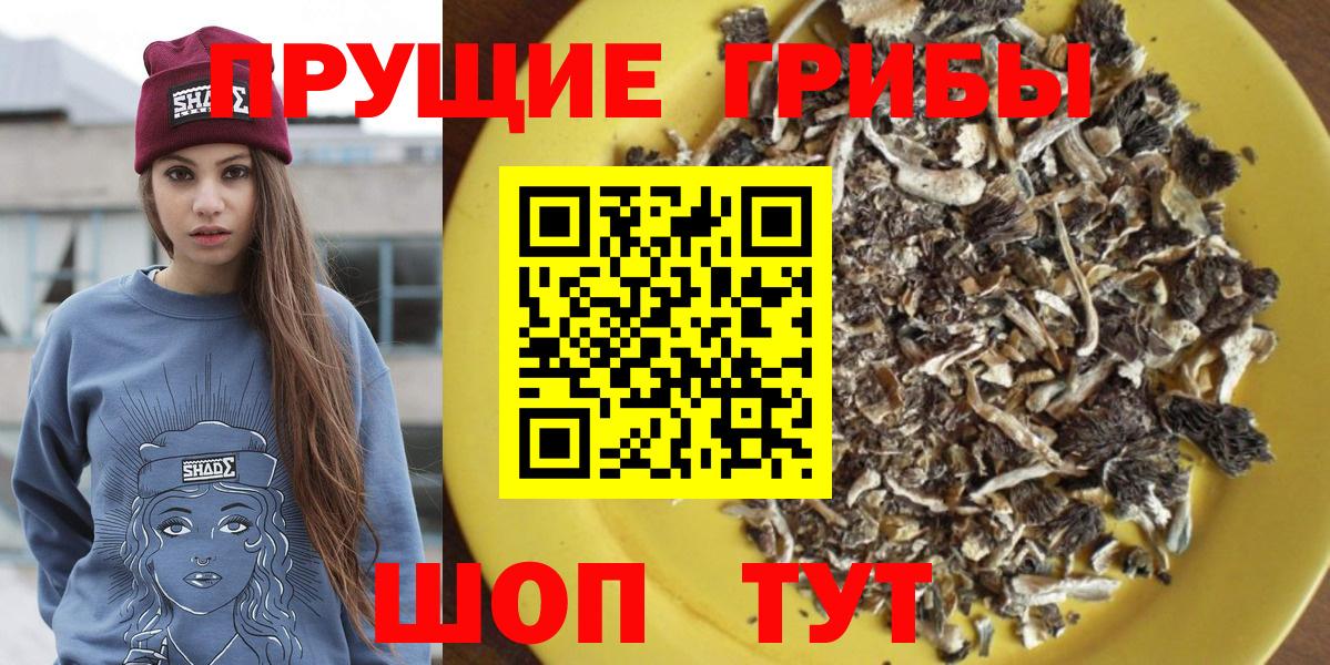 Псилоцибиновые грибы Psilocybe Кострома